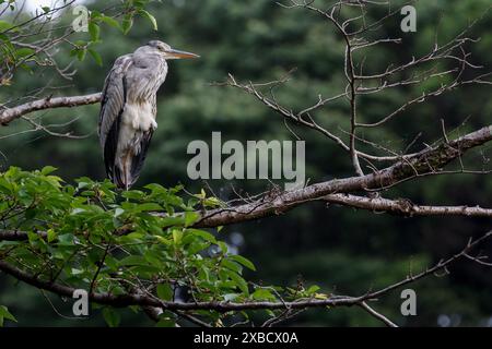 Ein grauer Reiher (Ardea cinerea), der auf einem Baum in einem Park in Kanagawa, Japan, thront. Stockfoto