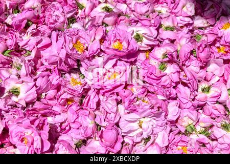 Rosafarbene Rosen, die vom Feld gesammelt wurden. Viele rosa Rosen. Die berühmte Isparta stieg in der Türkei auf. Stockfoto