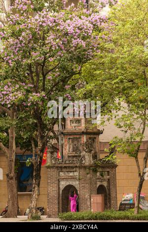 Atemberaubende Crape myrte, Lila Lagerstroemia indica, in Hanoi Altstadt, Vietnam, im Frühling. Nahaufnahme des blühenden Pflanzenporträts. Verführerisch, Erstaunlich Stockfoto