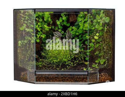 Tropisches Terrarium mit üppigen grünen Pflanzen Stockfoto