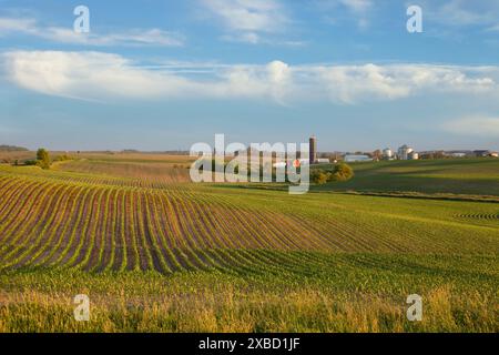 Iowa Farm und Felder mit Jungmais bei Sonnenuntergang an einem schönen Tag im späten Frühling Stockfoto