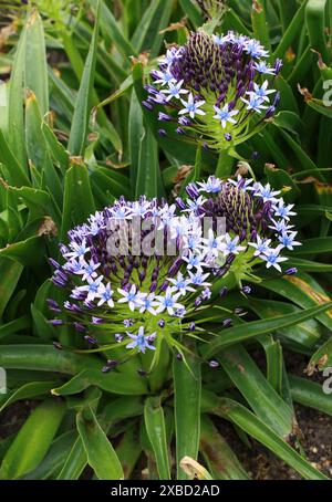 Kubanische Lilie oder portugiesische Schürze, Scilla peruviana, Sparagaceae. Mittelmeer, Portugal, Iberien, Italien, Nordwestafrika. Stockfoto