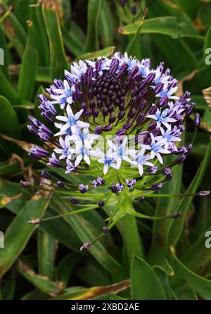 Kubanische Lilie oder portugiesische Schürze, Scilla peruviana, Sparagaceae. Mittelmeer, Portugal, Iberien, Italien, Nordwestafrika. Stockfoto