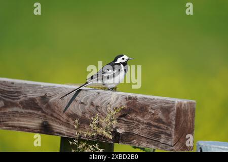 Rattenbachtel (Motacilla alba) auf einem Holzzaun, Cambridgeshire, Großbritannien Stockfoto