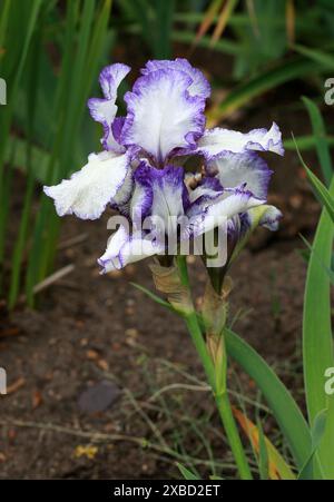 Bärtige Iris „Bold Print“, Iridaceae. Iris ist eine blühende Pflanzengattung von 310 akzeptierten Arten mit auffälligen Blüten. Stockfoto