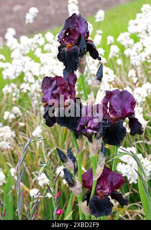 Lila Bärtige Iris, Iridaceae. Iris ist eine blühende Pflanzengattung von 310 akzeptierten Arten mit auffälligen Blüten. Stockfoto