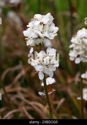 Neuseeland Satin Flower, Snowy Mermaid oder Chilenische Iris, Libertia chilensis, Iridaceae. Chile, Südamerika. Libertia chilensis, Libertia formosa Stockfoto