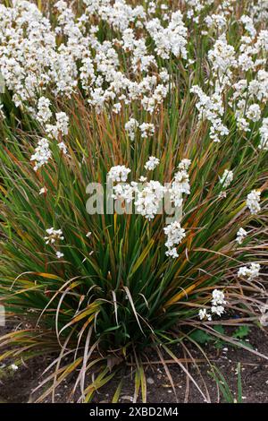 Neuseeland Satin Flower, Snowy Mermaid oder Chilenische Iris, Libertia chilensis, Iridaceae. Chile, Südamerika. Libertia chilensis, Libertia formosa Stockfoto