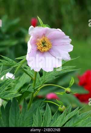 Pfingstrose, Paeonia veitchii, Paeoniaceae. Westchina. Stockfoto