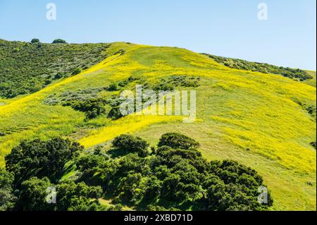 Hills und gelbe Senfblumen in der Nähe von Jalama Beach County Park; Santa Barbara County; Kalifornien; USA Stockfoto