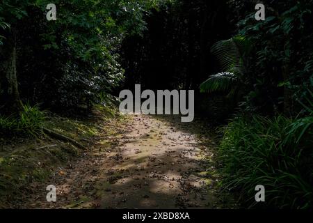 Pfad im Dschungel umgeben von dicker Vegetation. Azoren, Portugal Stockfoto