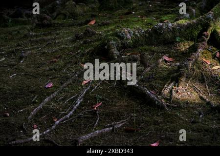 Baumwurzeln auf dem Boden im Wald, Nahaufnahme des Fotos Stockfoto