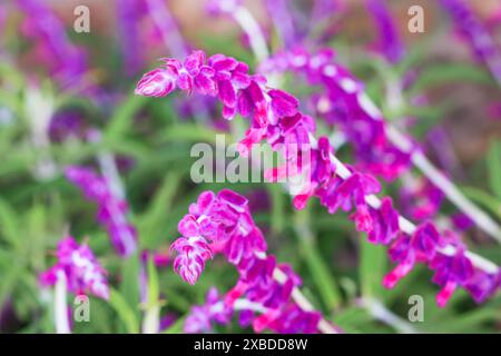 Bunte mexikanische Salbeiblumen in voller Blüte im Stadtpark. Salvia leucantha (Amethyst Salbei) Blüten Stockfoto