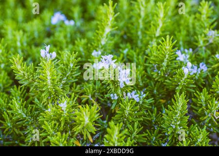 Rosmarinsträucher, die entlang des Fußwegs gepflanzt werden, bilden eine wunderschöne Hecke mit niedriger Höhe. Rosmarin in Blüte im Stadtpark. Stockfoto