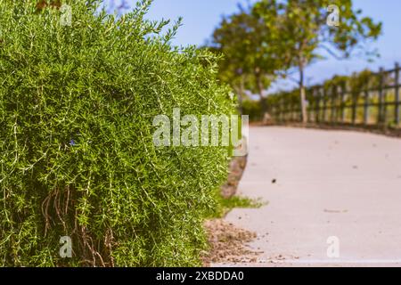 Rosmarinsträucher, die entlang des Fußwegs gepflanzt werden, bilden eine wunderschöne Hecke mit niedriger Höhe. Rosemary im Stadtpark. Stockfoto