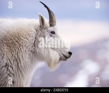 Nahaufnahme von Mountain Goat Billy - Oreamnos americanus - mit schneebedeckten Bergen im Hintergrund Mount Blue Sky, Colorado Stockfoto