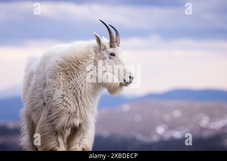 Nahaufnahme von Mountain Goat Billy - Oreamnos americanus - mit schneebedeckten Bergen im Hintergrund Mount Blue Sky, Colorado Stockfoto