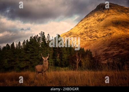 Hirsch in Glen Etive. Stockfoto