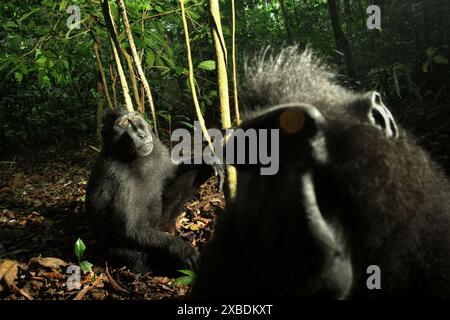 Porträt von zwei Individuen des Sulawesi-Schwarzhaubenmakaken (Macaca nigra), die auf dem Boden im Tangkoko Nature Reserve in Indonesien sitzen. Stockfoto