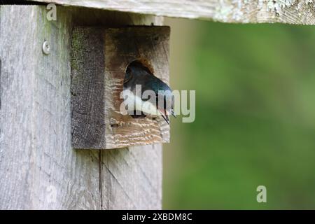 Eine Baumschwalbe, die mit offenem Schnabel aus einem Vogelhaus blickt Stockfoto