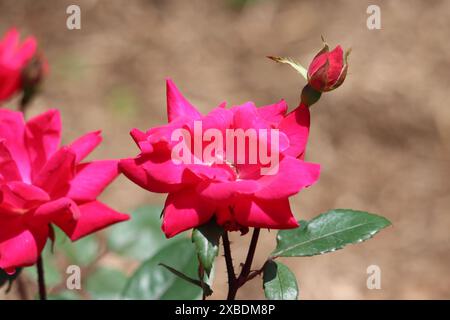 Rosen blühen in der Frühlingssonne Stockfoto