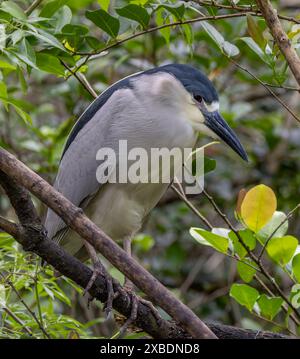 Eine Nahaufnahme eines Nachtreihers mit schwarzer Kappe, der in einem Baum in einem Wildschutzgebiet sitzt Stockfoto