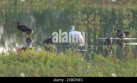 Rosenlöffelschnabel dehnt sein Bein aus Stockfoto