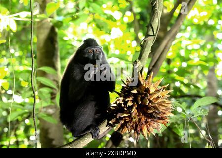 Ein Sulawesi-Schwarzhaubenmakaken (Macaca nigra) isst Lianenfrüchte im Tangkoko Batuangus Nature Reserve, Nord-Sulawesi, Indonesien. Stockfoto