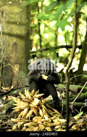 Ein Schwarzhaubenmakaken (Macaca nigra) isst gefallene Lianenfrüchte, da er auf dem Boden im Tangkoko Nature Reserve, Nord-Sulawesi, Indonesien, sitzt. Stockfoto