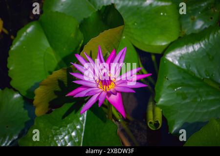 Rosafarbener Lotus, rosafarbene Seerosenblüte umgeben von grünen Blättern im Wasser. Stockfoto