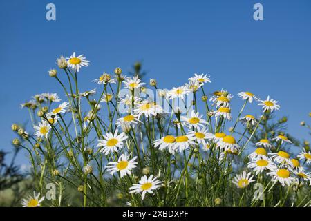 Ein Feld von weißen Gänseblümchen mit gelben Mittelpunkten. Der Himmel ist blau und klar. Die Blumen blühen in voller Blüte und schaffen eine helle und fröhliche Atmosphäre Stockfoto