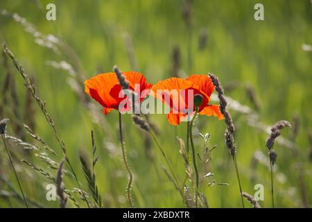 Nahaufnahme lebendiger roter Mohnblumen, die auf einer grünen Wiese blühen und die Schönheit der Natur an einem sonnigen Tag einfangen. Stockfoto