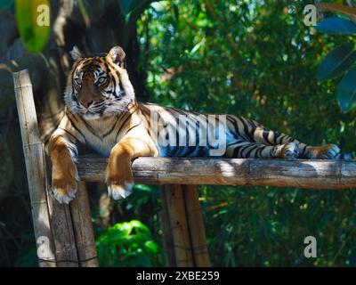 Herrlicher atemberaubender Sumatra-Tiger in exquisiter Schönheit. Stockfoto