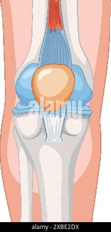 Anatomischer Vektor der Kniegelenkstruktur Stock Vektor