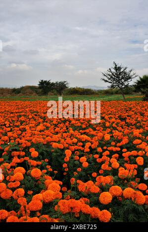 Mexikanische Ringelblumenfarm Stockfoto