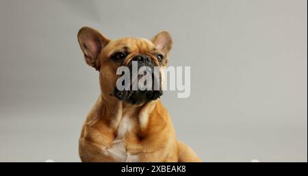 Hund, Haustier und Gesicht eines französischen Bulldogge im Studio für Hundebegleiter, Schutz und Sicherheit beim Modell. Hündchen, süß und entspannend für Pflegepflege Stockfoto