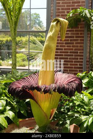 St. Louis, USA. Juni 2024. Die Leichnam blüht am Dienstag, den 11. Juni 2024, in den Missouri Botanical Gardens in St. Louis. Die Leichnam-Blume, genannt Millie, ist die 15. Leichnam-Blume, die im Botanischen Garten blüht. Die Blume ist ein Amorphophallus-Titanum-Exemplar, das nach verrottendem Fleisch riecht, wenn es blüht und große Menschenmengen bringt. Foto: Bill Greenblatt/UPI Credit: UPI/Alamy Live News Credit: UPI/Alamy Live News Stockfoto