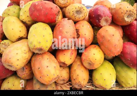 Stapel reifer Kaktusfrüchte (Opuntia Ficus indica) zum Verkauf am Marktstand in Peru, Südamerika Stockfoto