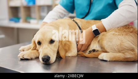 Person, Tierarzt und Hände mit Hund für Herzschlag, Gesundheit oder Untersuchung in der Tierklinik. Tierärztliches Hören mit Stethoskop auf labrador oder Stockfoto