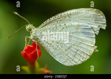 Ein Schmetterling sammelt Nektar von einer Blume in Agartala. Tripura, Indien. Stockfoto