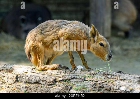 Eine patagonische Mara im Budapester Zoo Stockfoto