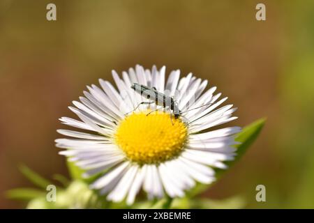 Ein männlicher dickbeiniger Blumenkäfer, Oedemera Nobilis, wurde im Juni auf einer Ochsenaugen-Gänseblümchenblüte gesehen. Hochwertige Fotos Stockfoto