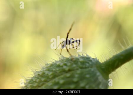 Silhouette einer springenden Spinne, die auf einer ungeöffneten Knospe eines roten Mohns sitzt. Stockfoto