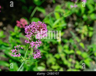 Nahaufnahme der pulsierenden Sommerblumen des Rotwalerischen, auch bekannt als Centranthus Ruber, Teufelsbart oder Fuchs. Stockfoto