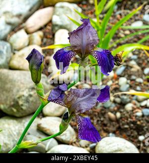 Iris spectabilis (Iris x germanica/Weinberg-Iris) in der Blüte Stockfoto