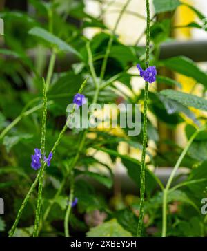 Stachytarpheta urticifolia, die Nettleleaf-Samtbeere, ist eine Art der Lavendelpflanze Stockfoto