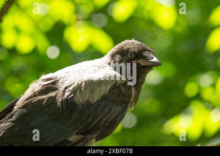 Porträt einer grauen Krähe. Corvus cornix ist eine eurasische Vogelart aus der Krähengattung Stockfoto