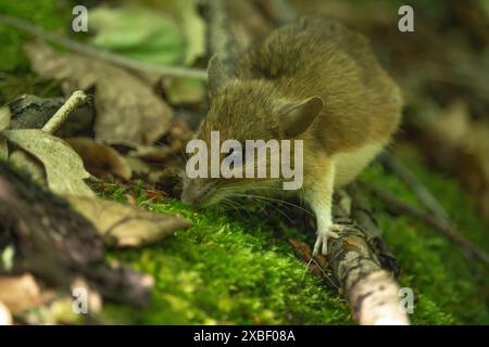 Feldmaus (Apodemus sylvaticus) auf dem Waldboden in der natürlichen Habitatumgebung Stockfoto