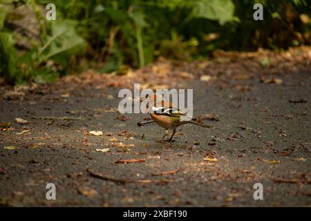 Der Kaffinch, Fringilla coelebs, sitzt im Frühjahr auf dem Boden. Schöner Waldvogel Gemeiner Buchhalm in der Tierwelt. Stockfoto