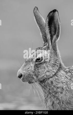 Hase Gattung Lupus) Porträt in Schwarz-weiß Stockfoto